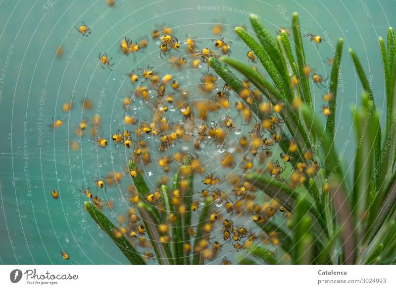 Spiders offspring of the garden cross spider in rosemary Nature Plant Drops of water Summer Leaf Rosemary Garden Garden cross spider Cross spider spider babies