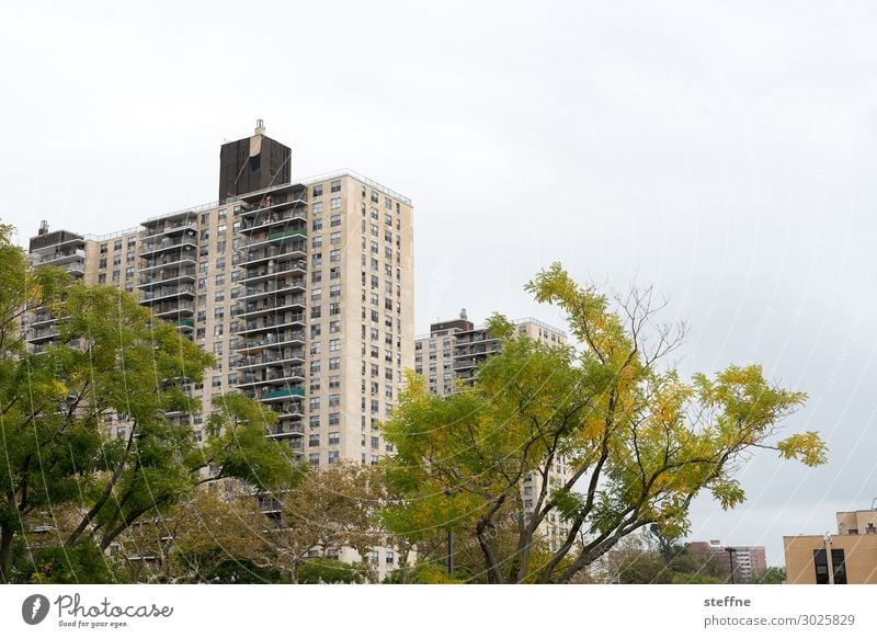 living 2 Clouds Tree House (Residential Structure) Facade Town New York City Coney Island Social state Colour photo Exterior shot Deserted Copy Space right