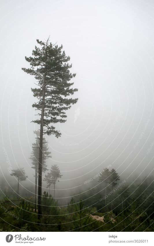 fog Nature Landscape Autumn Winter Climate Weather Bad weather Fog Tree Fir tree Forest Alps Dark Tall Colour photo Exterior shot Deserted Copy Space right