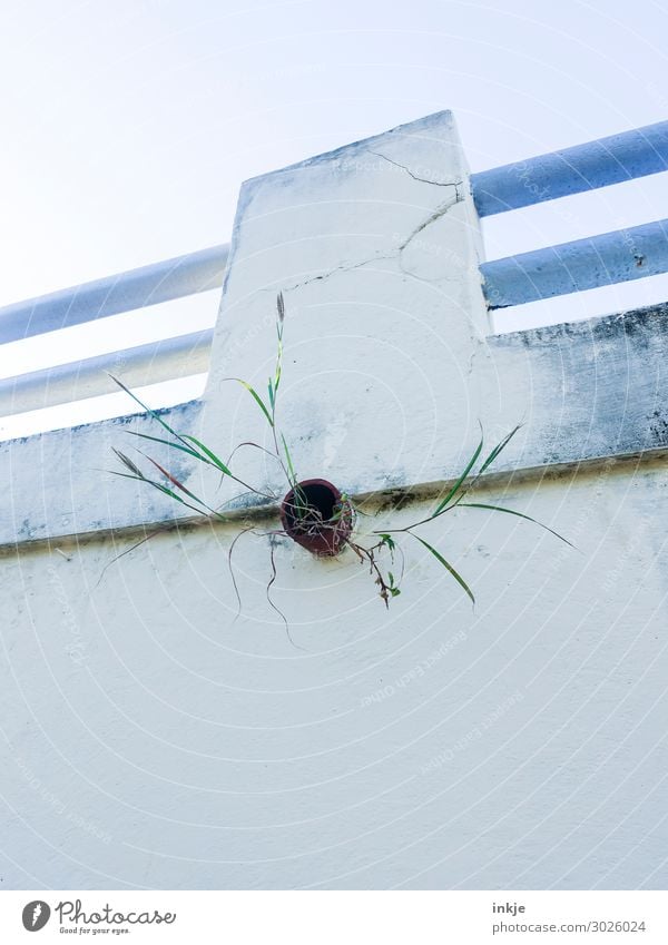 uncontrolled growth Grass Deserted Wall (barrier) Wall (building) Handrail Downpipe Pipe Drainpipe Growth Blue Green White Transience Change City life