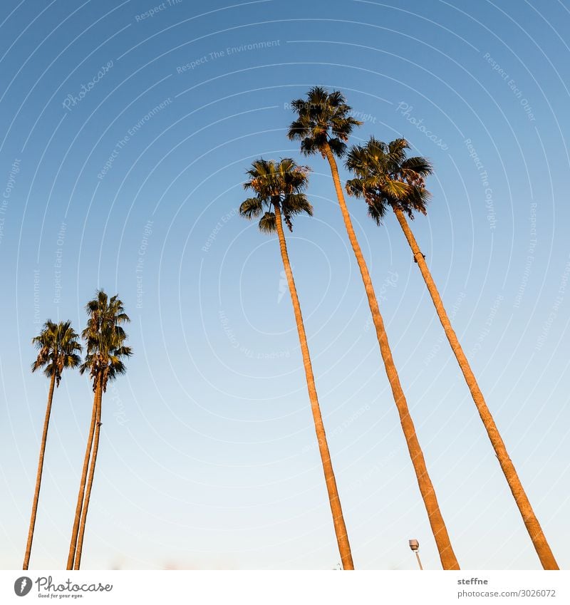 palm Sunrise Sunset Beautiful weather Plant Tree Vacation & Travel Palm tree Blue sky San Diego California Beach Relaxation Colour photo Exterior shot