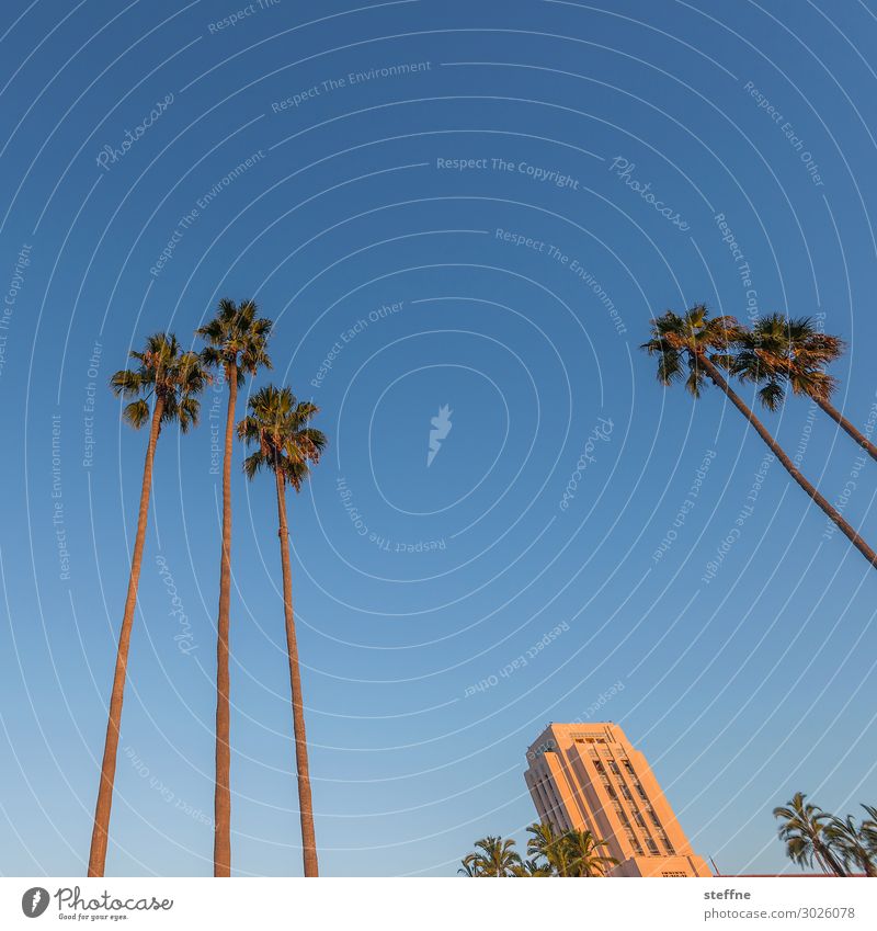 town hall Sunrise Sunset Sunlight Tree Vacation & Travel Palm tree Palm beach City hall San Diego California Relaxation Blue sky Idyll Colour photo