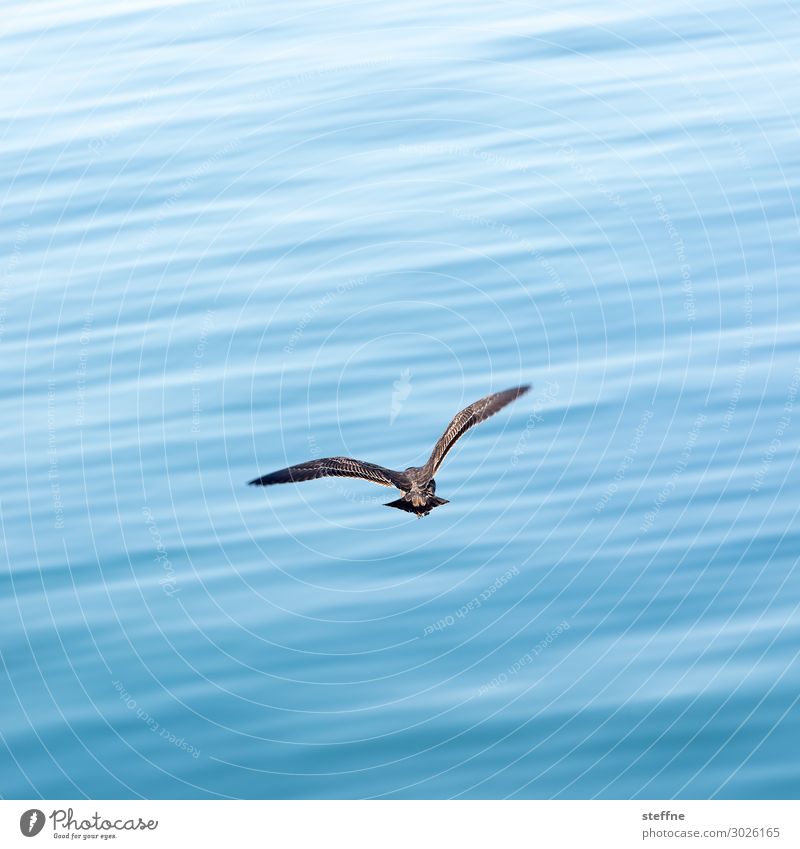 flying gull Animal Bird 1 Flying Seagull Ocean Speed Colour photo Exterior shot Deserted Copy Space left Copy Space right Copy Space top Copy Space bottom