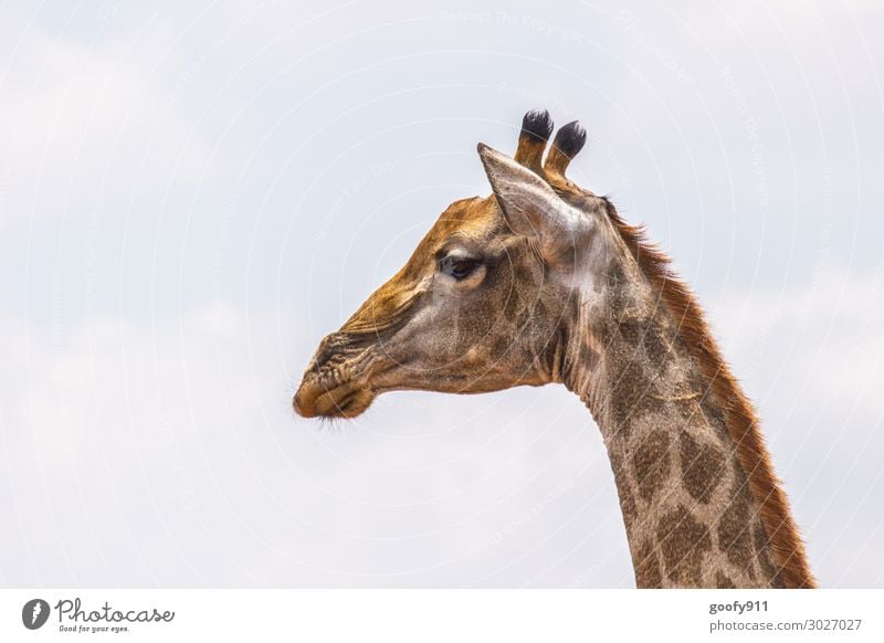 giraffe Vacation & Travel Tourism Trip Adventure Far-off places Freedom Safari Expedition Face Eyes Ear Nose Mouth Sky Animal Wild animal Animal face Giraffe