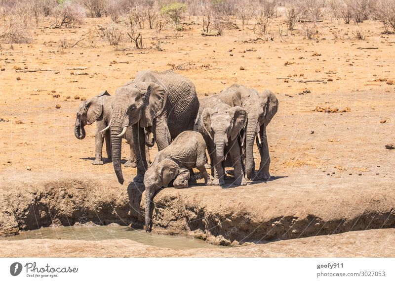 thirsty Vacation & Travel Tourism Trip Adventure Far-off places Freedom Safari Expedition Environment Nature Landscape Earth Sand Water Sunlight Warmth Drought