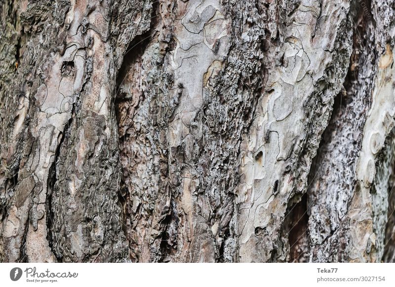 Bark #1 Environment Nature Landscape Plant Tree Esthetic Tree bark Structures and shapes Colour photo Exterior shot Close-up