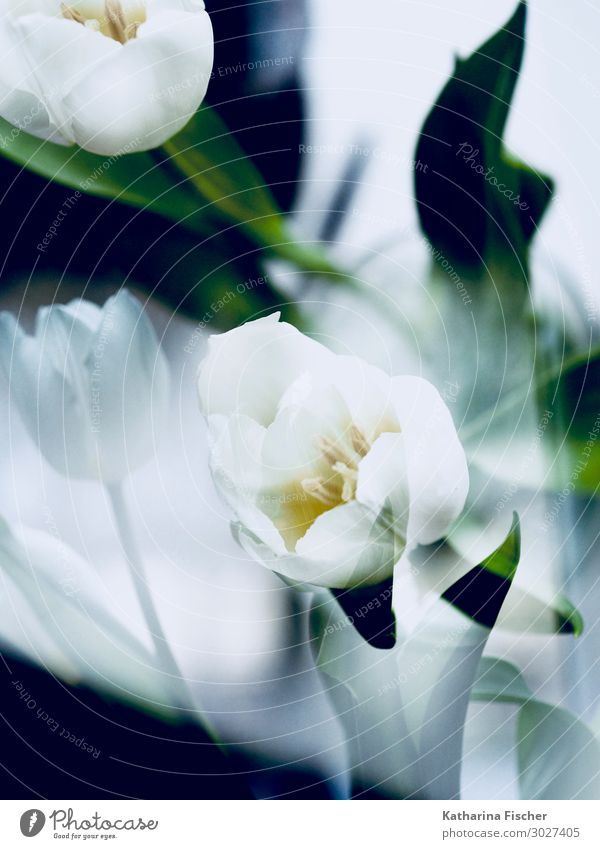 Double exposure white tulips Plant Spring Summer Autumn Winter Tulip Leaf Blossom Bouquet Blossoming Illuminate Yellow Green White Tulip blossom Tulip bud