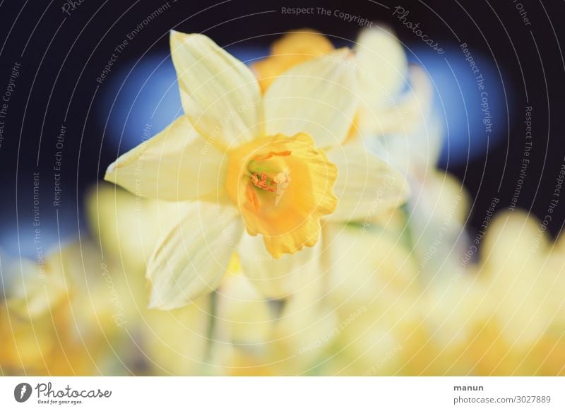 herald of spring Beautiful Harmonious Garden Easter Nature Spring Flower Blossom Wild daffodil Narcissus Spring flowering plant Blossoming Happiness Fresh