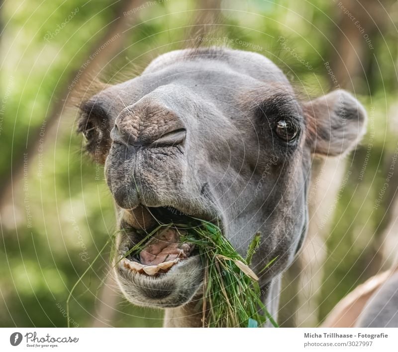 Eating camel Nature Animal Sunlight Beautiful weather Grass Foliage plant Wild animal Animal face Pelt Camel Eyes Muzzle Set of teeth Tongue Nose Ear 1 To feed