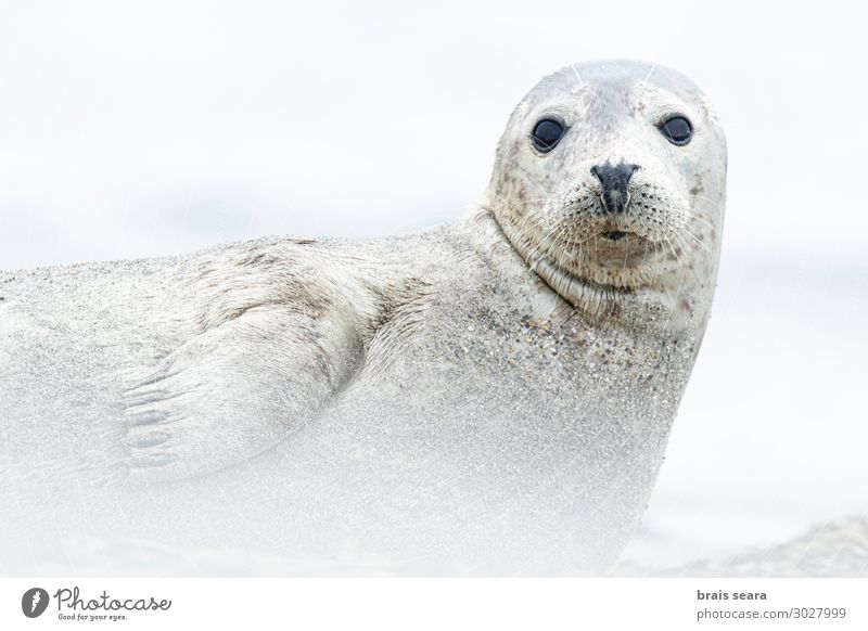 Grey Seal Beach Ocean Environment Nature Landscape Animal Sand Earth Climate Climate change Coast North Sea Baltic Sea Harbour Wild animal 1 Free Maritime Cute