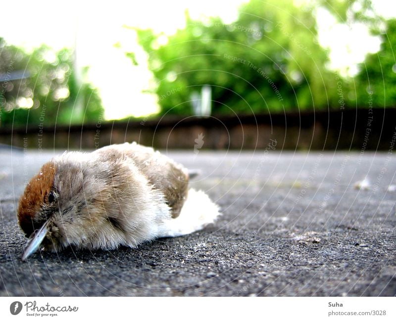 It happened in broad daylight... Bird Death Feather terrace Bird 'flu