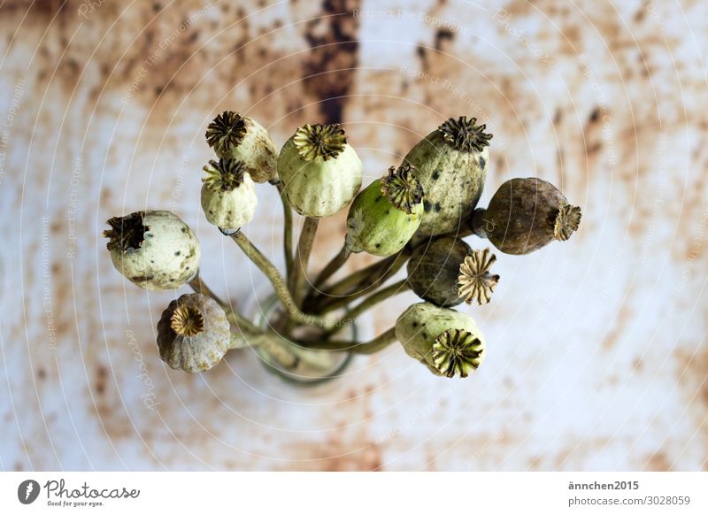 poppy seed capsules Style Relaxation Calm Meditation Work of art Environment Nature Plant Flower Foliage plant Garden Brown Green White Subdued colour