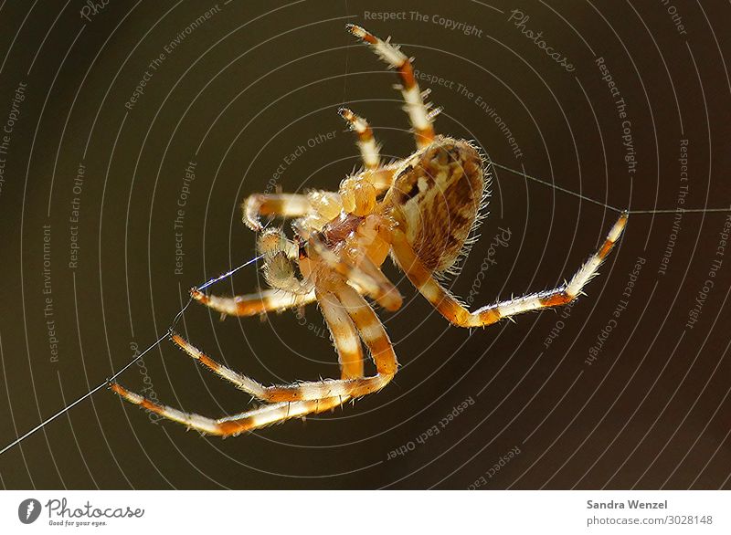 Cross spider 2 Animal Spider 1 Build Tug-of-war Appetite Nature Environmental protection Europe Colour photo Exterior shot Deserted Neutral Background