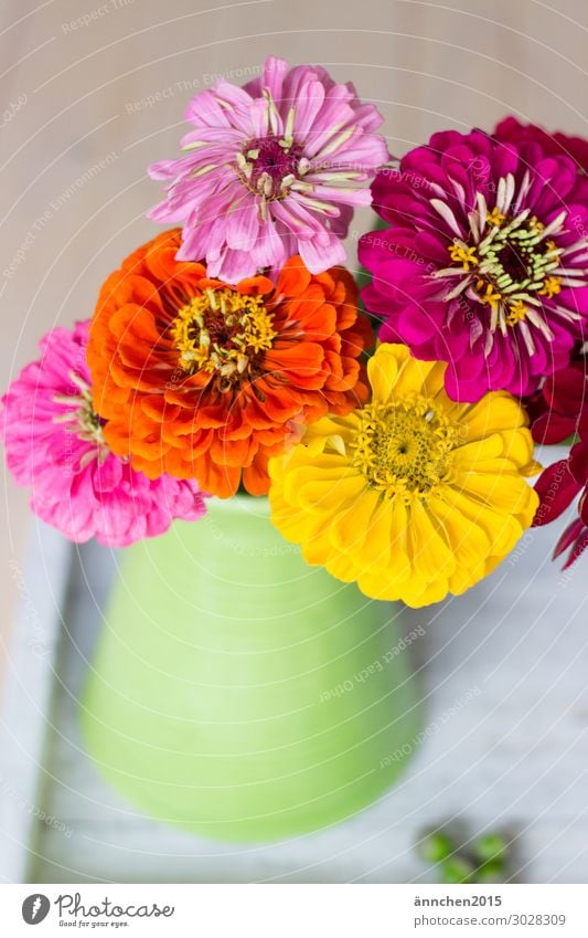 ColourfulFlowersLove Multicoloured Green Yellow Orange Pink Blossom Summer Spring Bouquet Vase Decoration Nature Interior shot Joy Harmonious Relaxation