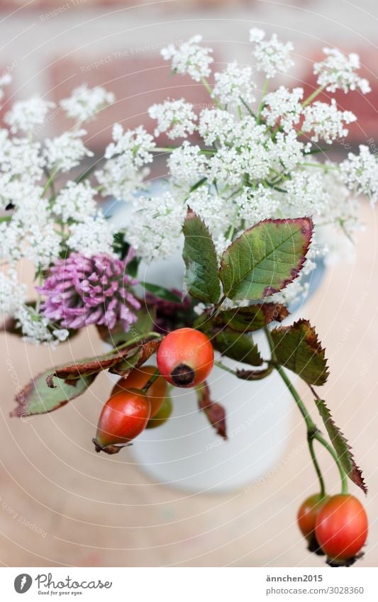 omnium Rose hip Flower Forest Meadow amass Pick Red White Pink Vase Bouquet Decoration Interior shot Happy Joy