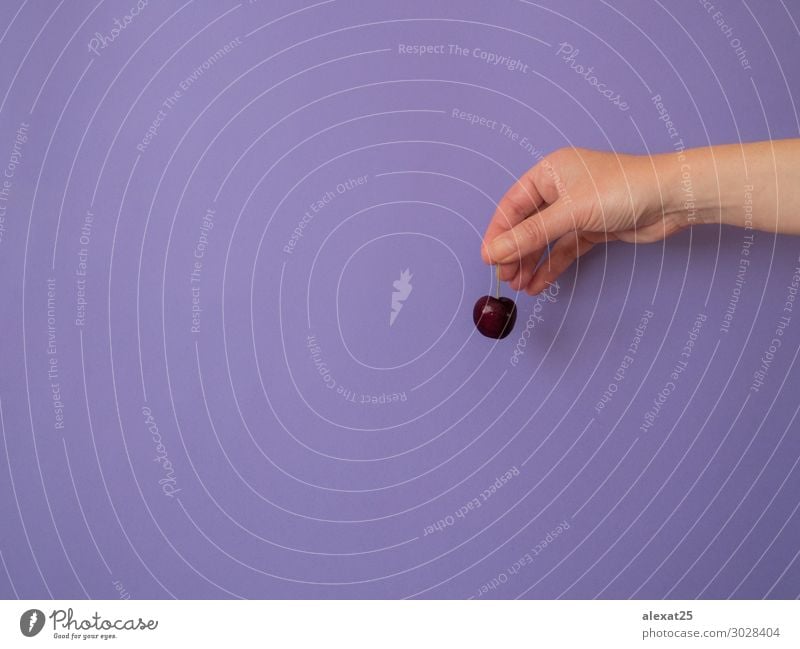 Hand with cherry on purple background with copy space Fruit Dessert Vegetarian diet Diet Woman Adults Nature Fresh Bright Delicious Natural Red Colour Berries