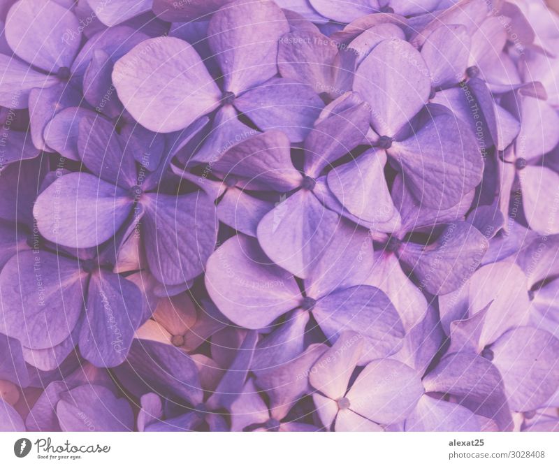 Purple floral background Design Beautiful Summer Wallpaper Wedding Nature Plant Flower Blossom Love Fresh Natural Soft Blue Romance Colour Beauty Photography