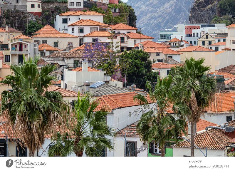 View to Camara de Lobos on the island Madeira, Portugal Relaxation Vacation & Travel Tourism Island House (Residential Structure) Nature Landscape Climate