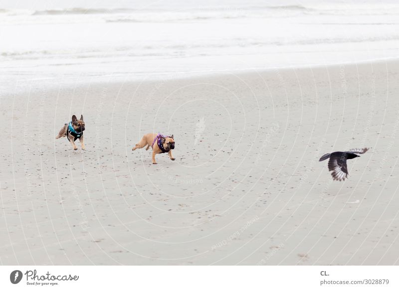 the wild hunt Summer vacation Beach Ocean Island Waves Sand Water Coast North Sea Animal Pet Wild animal Dog Bird Wing 3 Flying Walking Funny Joy