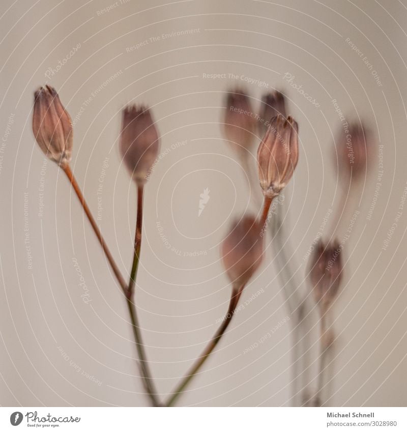 Dry buds Environment Nature Plant Bud Simple Brown Gray Shriveled Colour photo Subdued colour Exterior shot Deserted Day Shallow depth of field