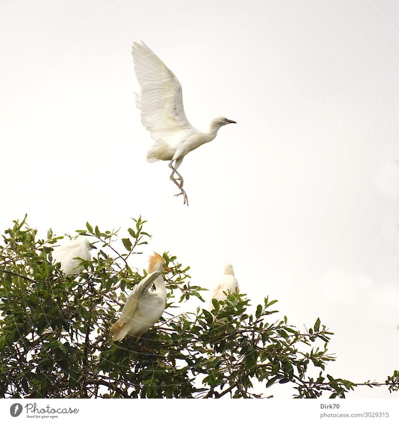 Starting Little Egret: Launch Sequence IV Environment Nature Clouds Summer Tree Treetop Park Forest Spain Cantabria Animal Wild animal Bird Wing Heron