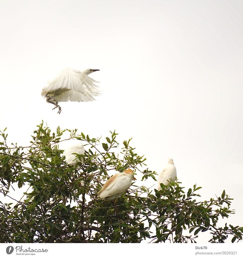 Starting Little Egret: Launch Sequence II Environment Nature Animal Clouds Summer Tree Treetop Park Forest Cantabria Spain Wild animal Bird Wing breeding colony