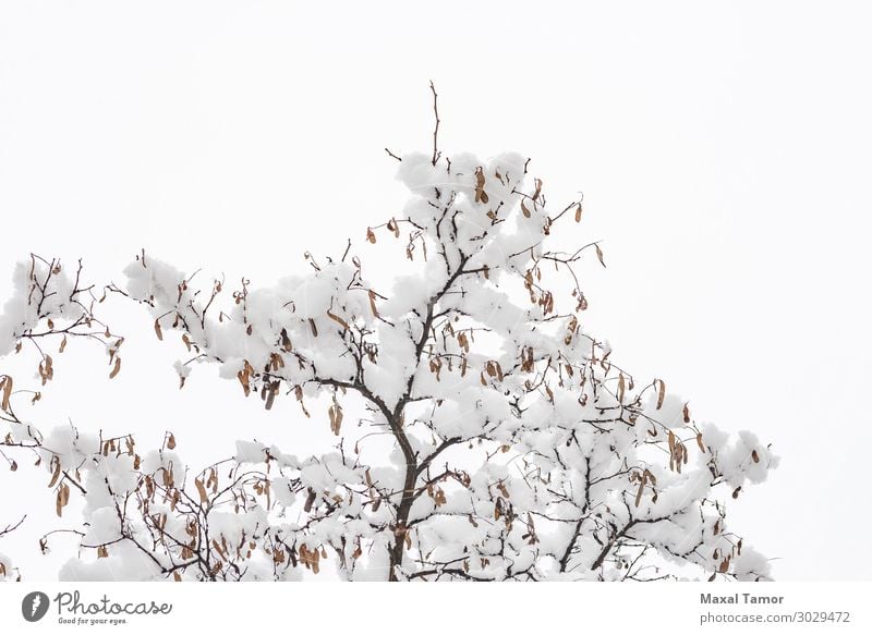 Acacia branch with snow in winter Life Winter Snow Environment Nature Plant Weather Snowfall Tree Park Forest Cool (slang) Fresh Bright White acacia background