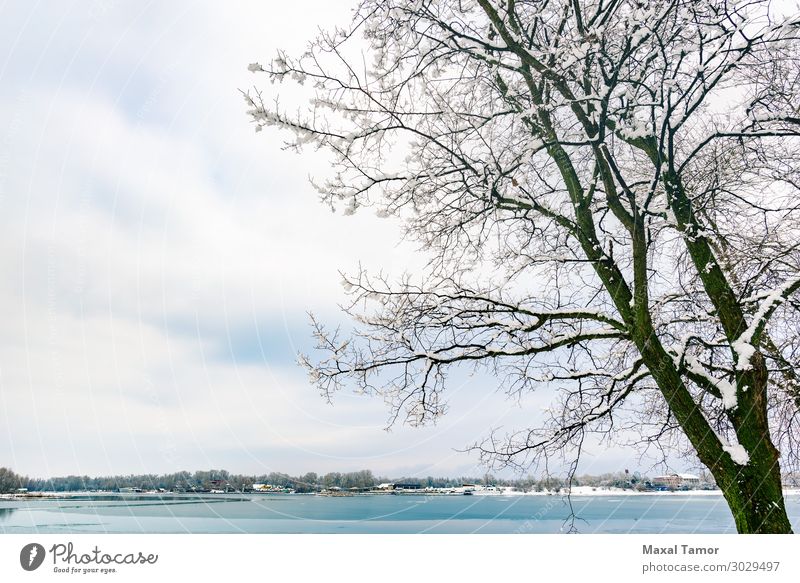 A poplar close to the Dnieper river in Kiev, during winter Vacation & Travel Winter Snow Environment Nature Landscape Sky Clouds Weather Tree Forest Lake River