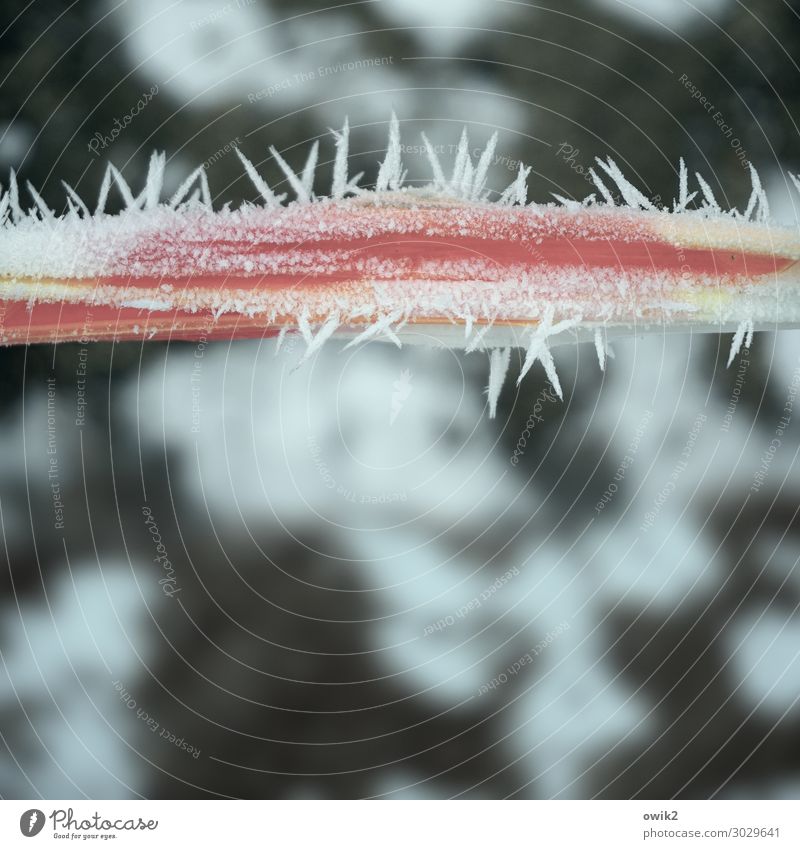 barbed wire Winter Ice Frost Boundary Barrier Frozen Plastic Cold Small Near Natural Point Thorny Red White Bizarre Ice crystal Colour photo Exterior shot