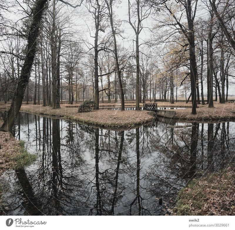 Day of Silence Environment Nature Landscape Plant Autumn Tree Grass Bushes Park Brook Gloomy Calm Idyll Peaceful Wood Water Surface of water Wooden bridge