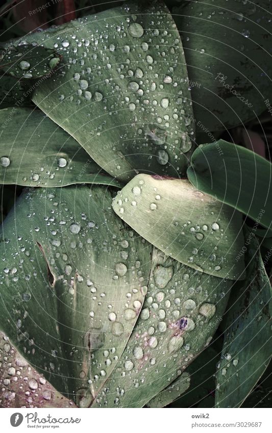 dribble Plant Drops of water Spring Rain Leaf Garden Near Wet Natural Many Colour photo Exterior shot Detail Deserted Copy Space top Long shot