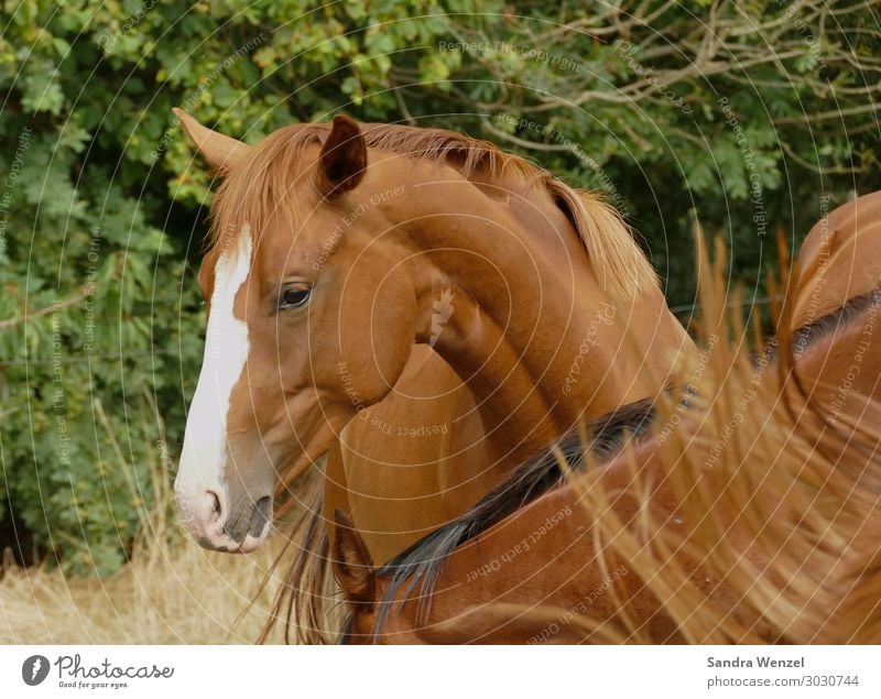 chestnut mare Animal 1 2 Idyll Uniqueness Horse Horse's head Colour photo Exterior shot Day Animal portrait Upper body Downward