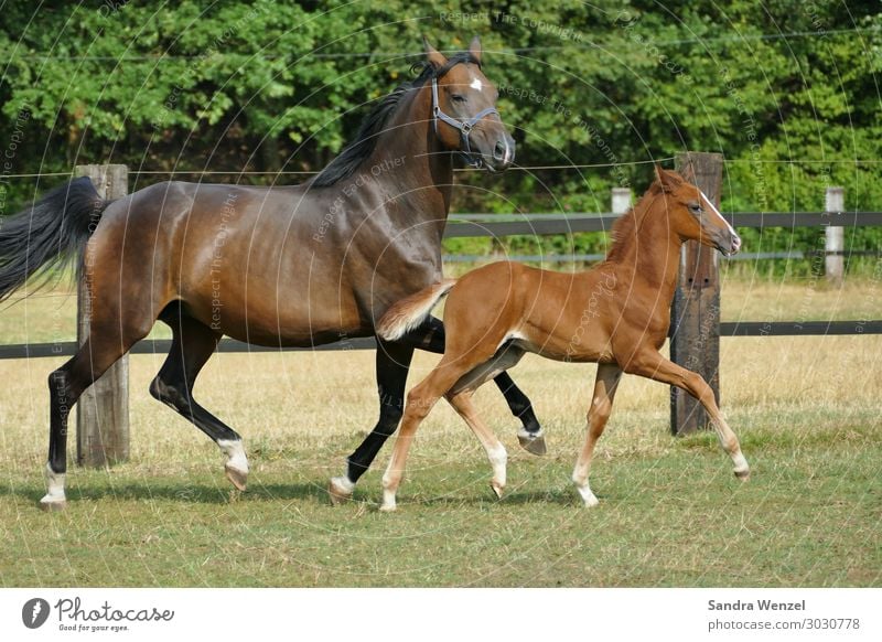 Mare min foal Animal Horse 2 Emotions Moody Life Colour photo Day Animal portrait Full-length Looking into the camera