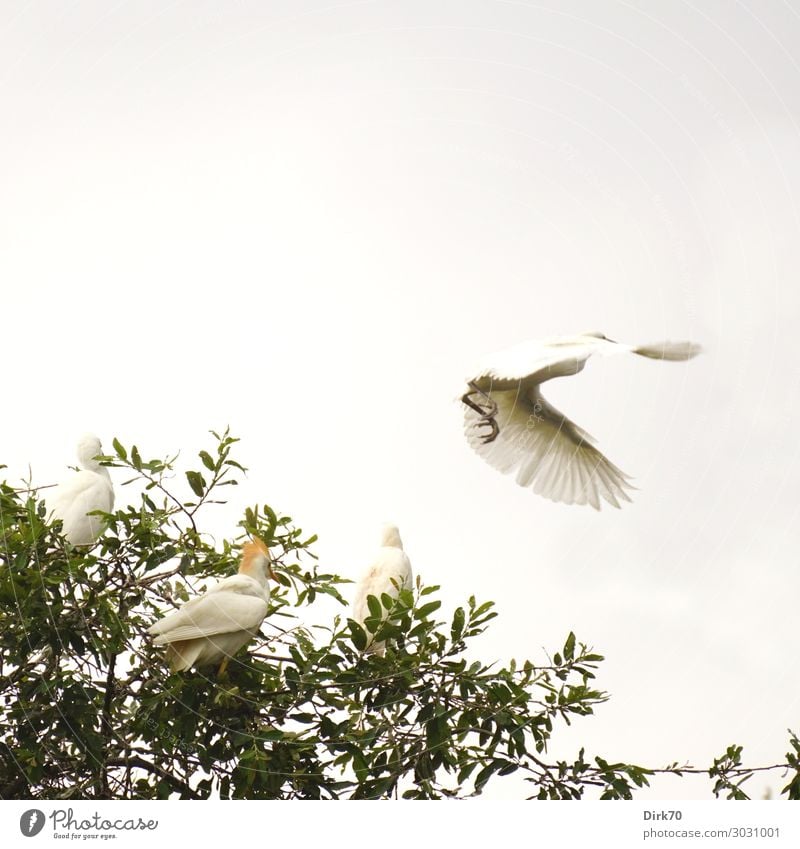 Starting Little Egret: Launch Sequence VI Nature Animal Summer Park Forest Santillana del Mar Spain Cantabria Wild animal Bird Heron breeding colony