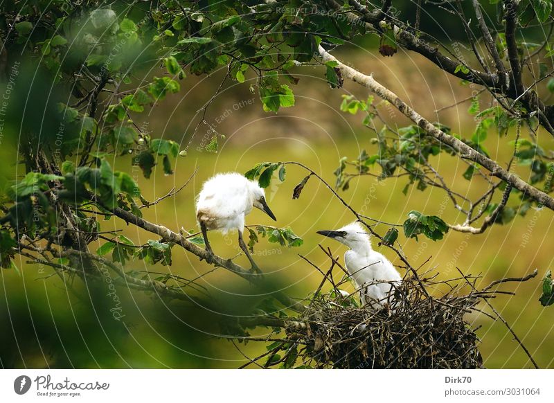 Nestflüchter: Little Egret Chicks Environment Nature Animal Summer Plant Tree Leaf Park Forest Santillana del Mar Cantabria Spain Wild animal Bird Young bird