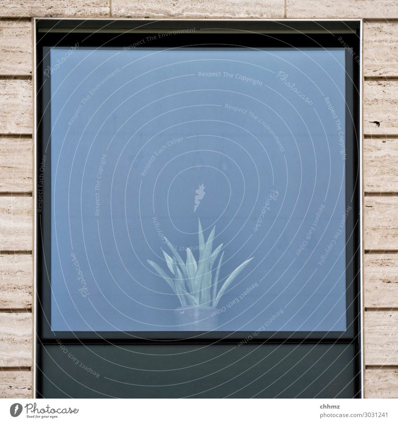 dreariness Gloomy Wall (building) Facade Architecture Window Deserted House (Residential Structure) Manmade structures Cactus succulent Window pane Window frame