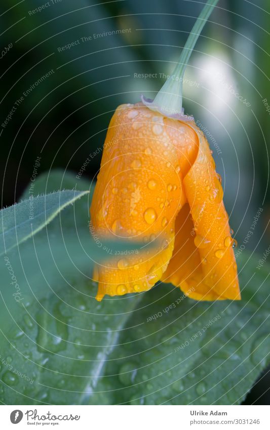 California gold poppy in the rain California poppy poppies Poppy Eschscholzia californica poppy blossoms Yellow yellow Summer Spring Flower Nature Poppy blossom