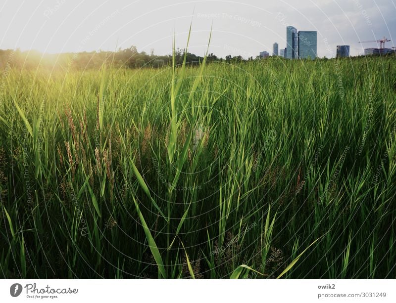 Wienerberg Environment Nature Landscape Plant Sky Clouds Horizon Sun Summer Beautiful weather Grass Bushes Common Reed Overgrown Park Vienna Recreation area