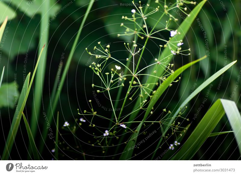 alisma Flower Blossoming Vacation & Travel Garden Garden plot Garden allotments Deserted Nature Plant Calm Summer Copy Space Depth of field frog spoons Pond