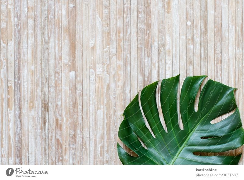 Tropical monstera leaf on a wooden background Design Exotic Summer Plant Leaf Virgin forest Modern Natural Green Creativity Monstera Conceptual design