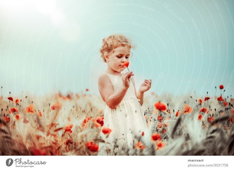 poppy blossom Poppy field Poppy blossom Child Girl Summer Spring White Dress Woman Feminine Stand Nature Natural Odor Flower Corn poppy Fragrance