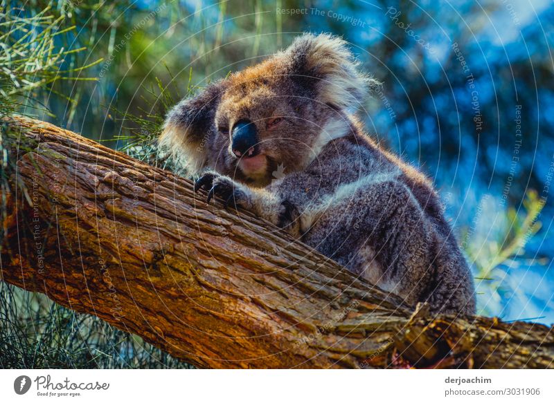 In deep sleep a lying koala is on a tree trunk. It claws at the tree... Joy Relaxation Trip Nature Summer Beautiful weather Tree Virgin forest Queensland