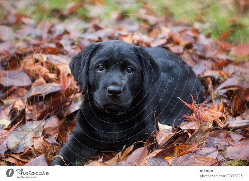 Heart puppy Lifestyle Healthy Living or residing Dog Animal face Puppydog eyes Labrador Baby animal Think Listening Lie Looking Authentic Brash Friendliness