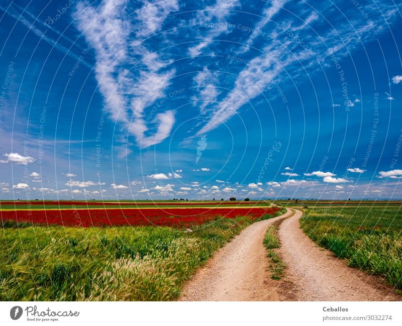 Fields of wheat in spring in the autonomous community in Spain. Lifestyle Joy Leisure and hobbies Freedom Summer Sun Human being Man Adults Hand Nature