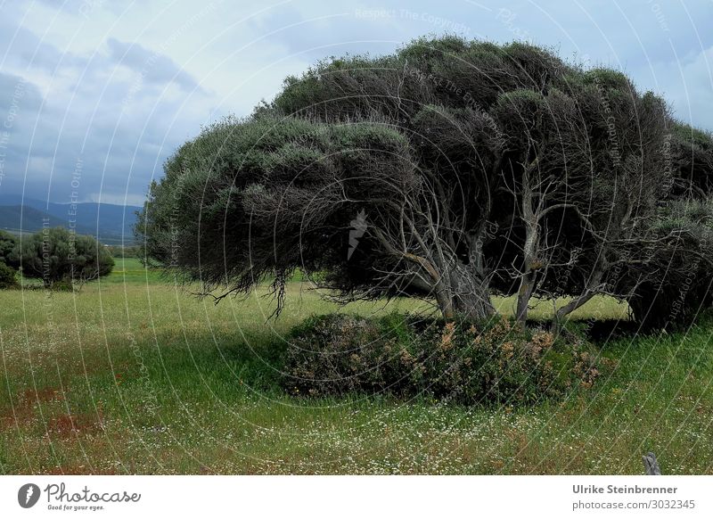 juniper tree Environment Nature Landscape Plant Sky Clouds Storm clouds Spring Weather Bad weather Tree Bushes Wild plant Juniper Field Island Sardinia bathsi