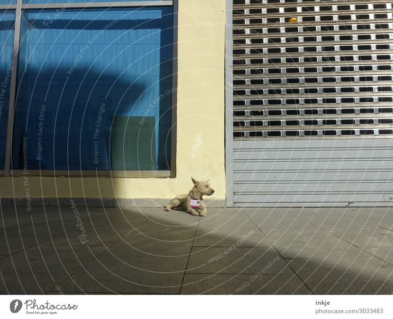 the life of street dogs in Cuba Downtown Deserted Facade Window Garage door Shop window Animal Wild animal Dog Street dog 1 Signs and labeling Lie Authentic