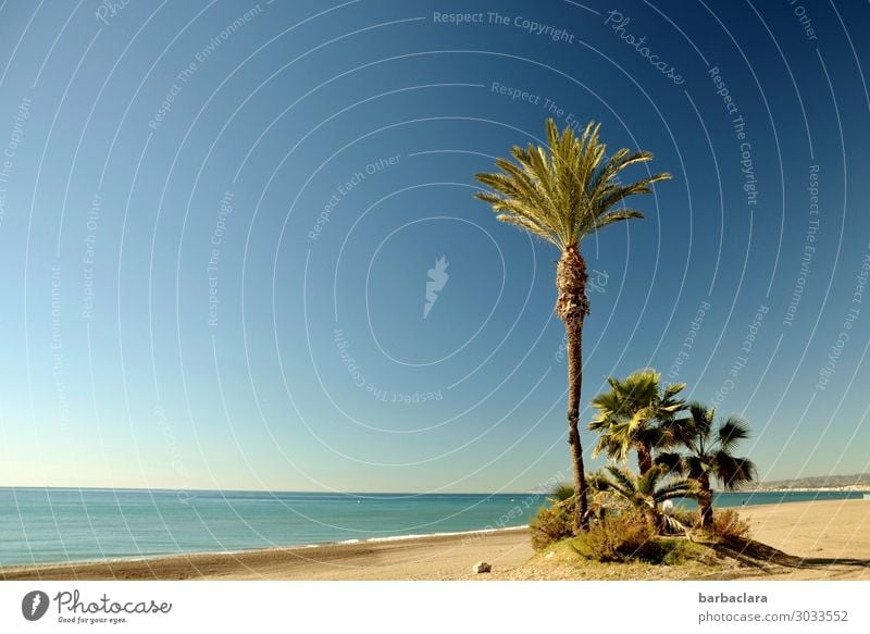 Andalusia in winter Vacation & Travel Tourism Freedom Beach Nature Landscape Elements Water Sun Winter Climate Plant Exotic Palm tree Coast Ocean Costa del Sol