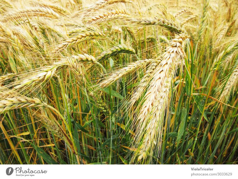 Wheat ears in the field, top view, stalks still green, close up Food Grain Nutrition Breakfast Organic produce Beer Thanksgiving peasant Agriculture Forestry