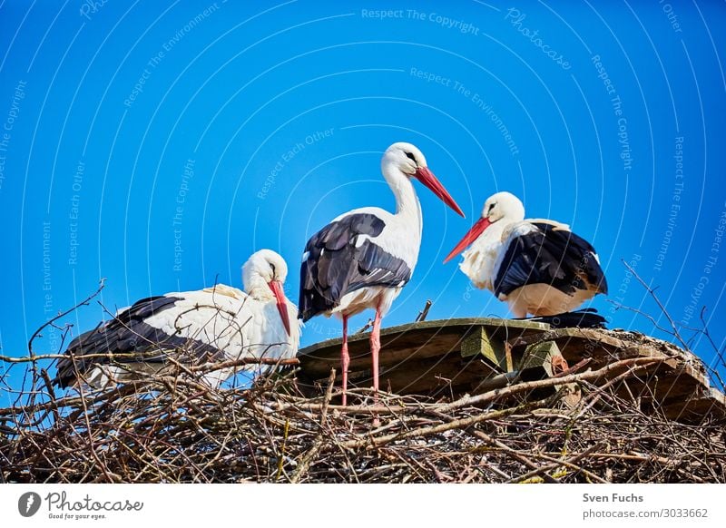 Three storks in a nest Beautiful Summer Family & Relations Nature Animal Spring Wild animal Bird Baby animal Stand Blue Black White Stork Migratory bird