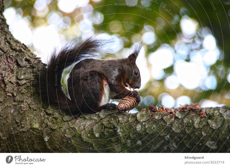 Squirrel nibbles on a branch on a spruce cone. Quality test of the goods before the collection and storage of winter stocks is continued. rodent sciurus